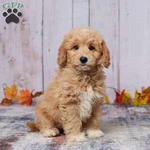 Oscar, Mini Goldendoodle Puppy